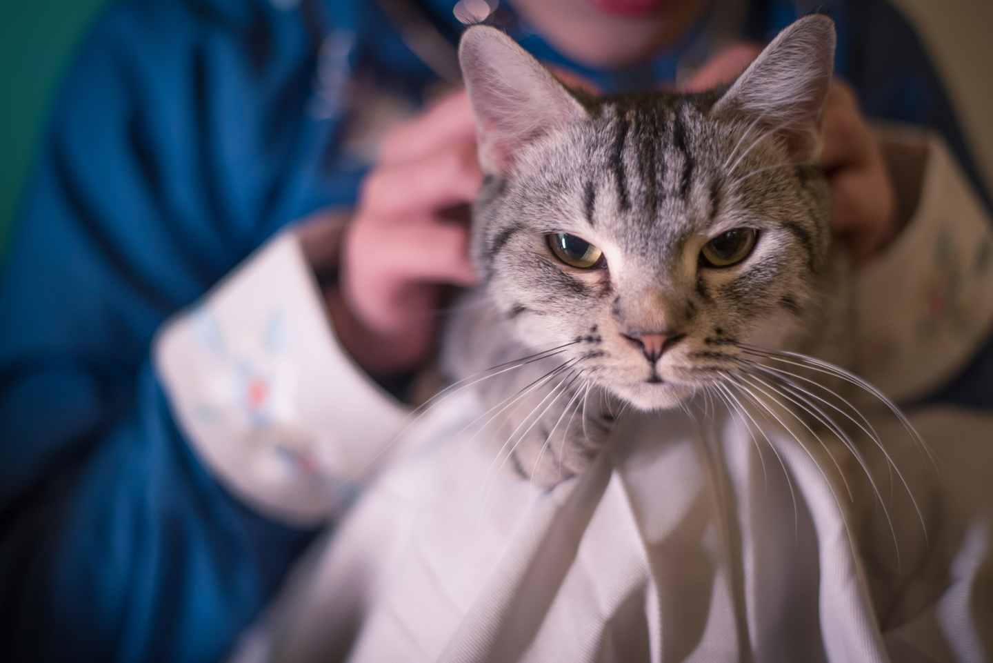 汉服#猫趣#